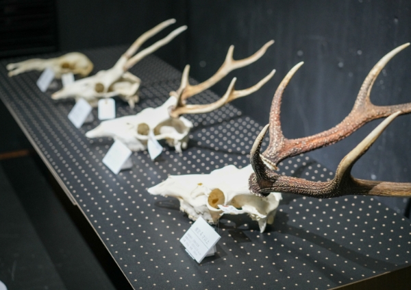 研究所の展示物